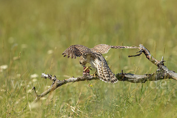 Merlin (Falco columbarius)