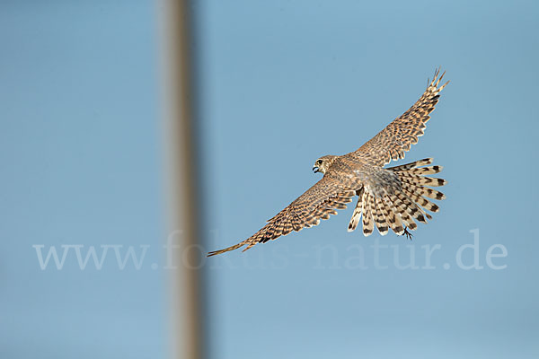 Merlin (Falco columbarius)