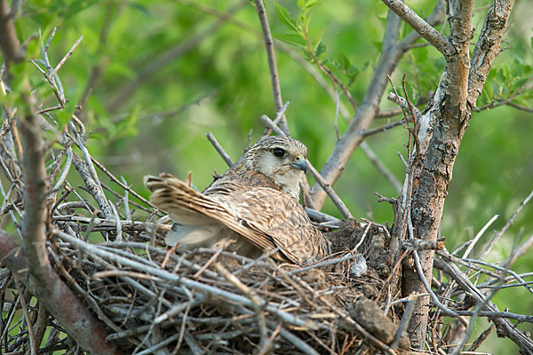 Merlin (Falco columbarius)