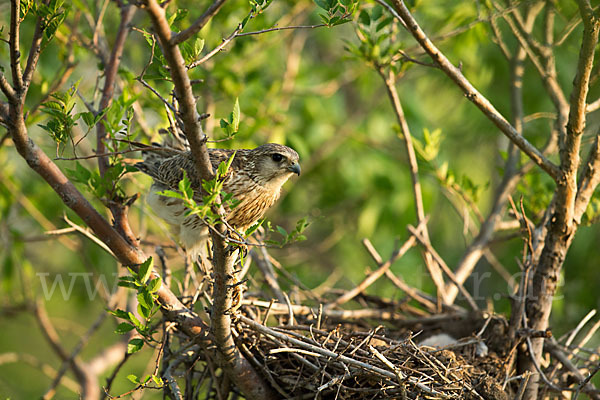 Merlin (Falco columbarius)