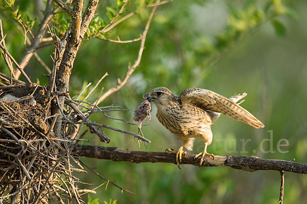 Merlin (Falco columbarius)