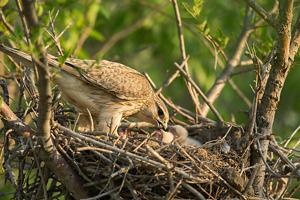 Merlin (Falco columbarius)