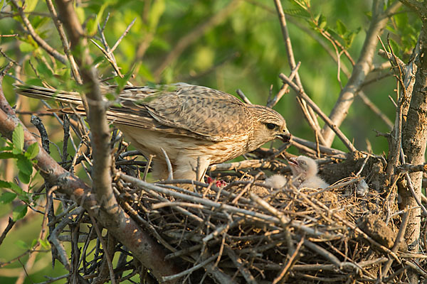 Merlin (Falco columbarius)