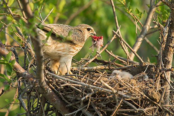 Merlin (Falco columbarius)