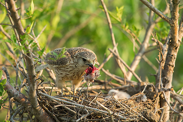 Merlin (Falco columbarius)