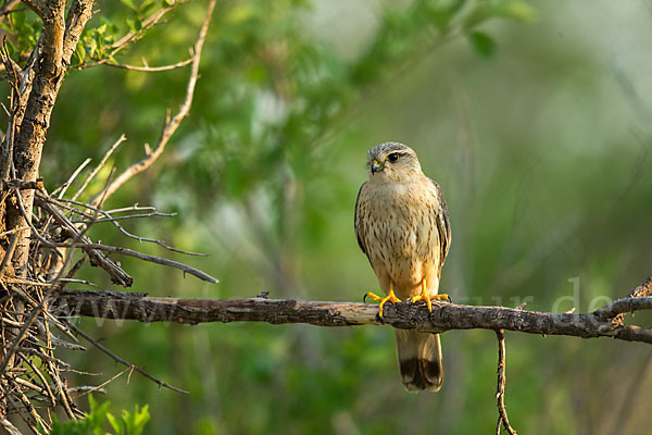 Merlin (Falco columbarius)