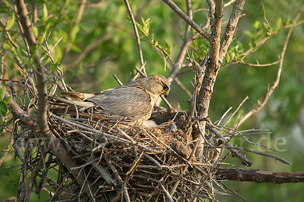 Merlin (Falco columbarius)