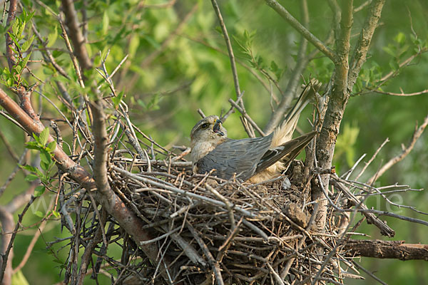 Merlin (Falco columbarius)