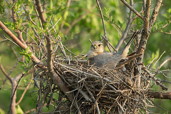 Merlin (Falco columbarius)