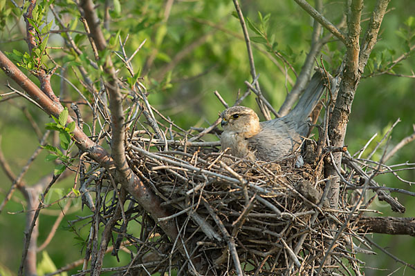 Merlin (Falco columbarius)