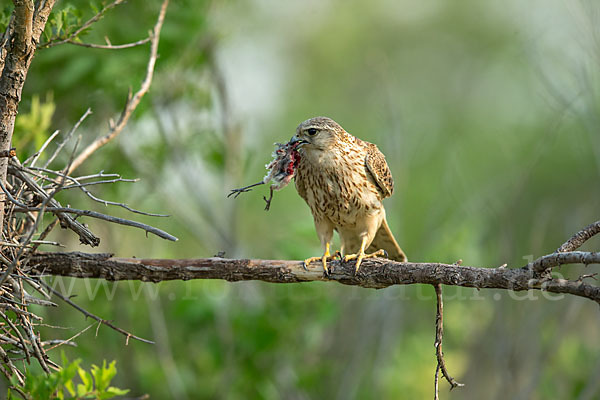 Merlin (Falco columbarius)