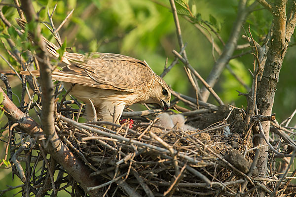 Merlin (Falco columbarius)