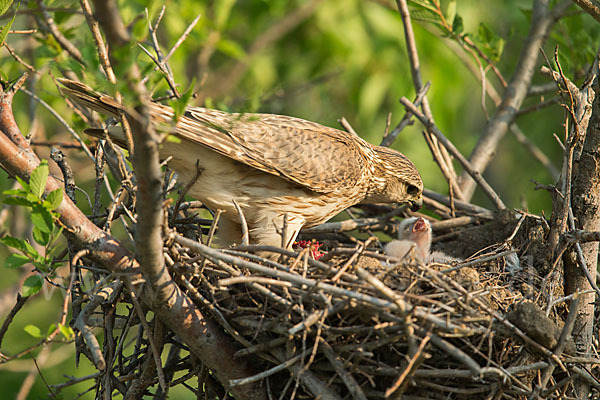 Merlin (Falco columbarius)