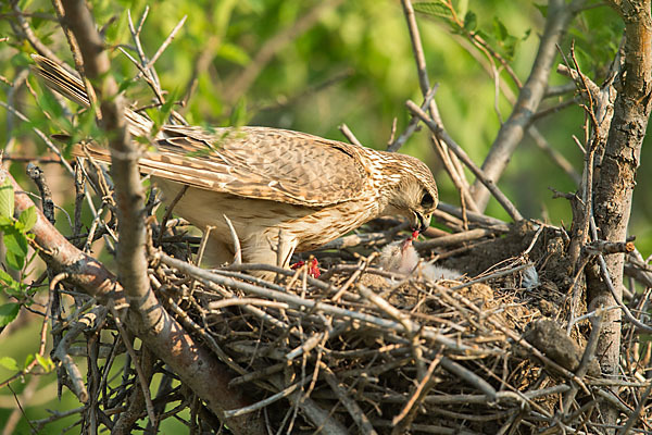 Merlin (Falco columbarius)