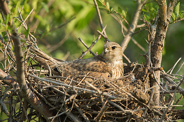 Merlin (Falco columbarius)