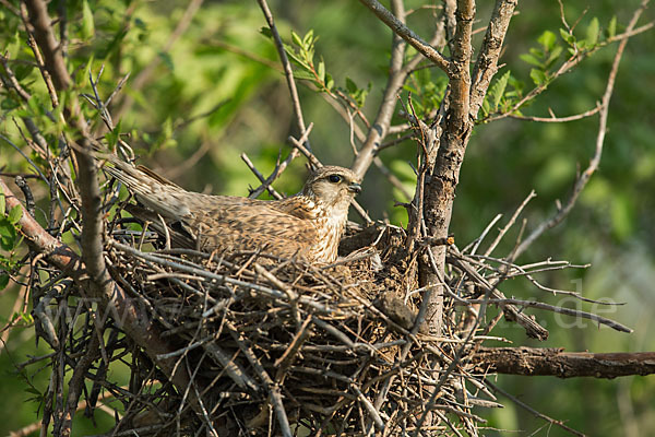 Merlin (Falco columbarius)