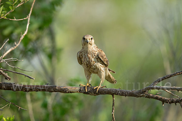 Merlin (Falco columbarius)