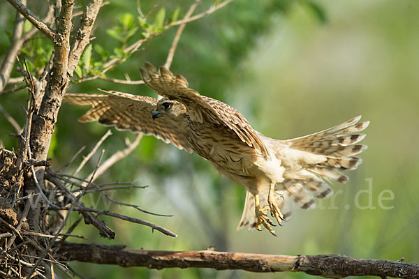 Merlin (Falco columbarius)