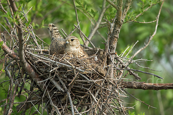 Merlin (Falco columbarius)