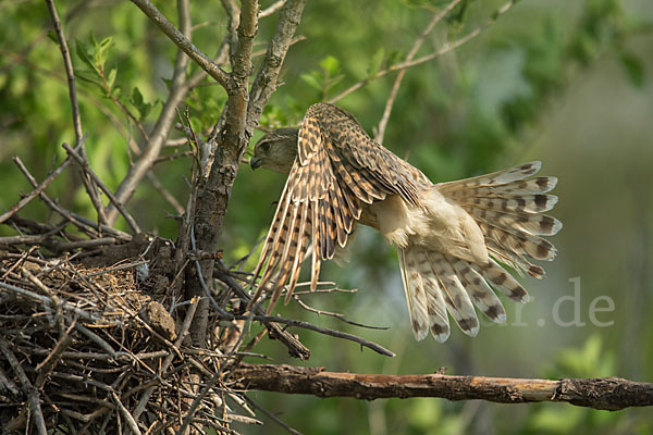 Merlin (Falco columbarius)