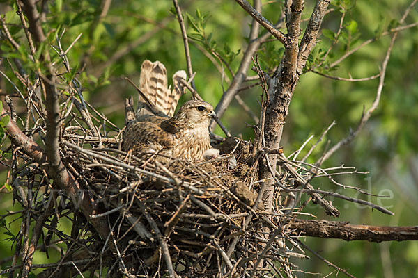 Merlin (Falco columbarius)