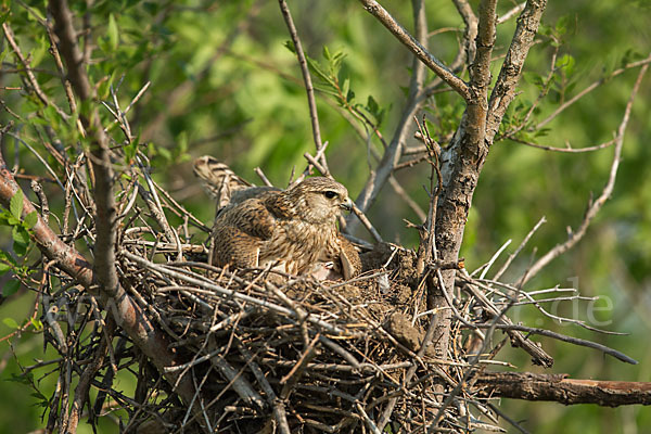 Merlin (Falco columbarius)