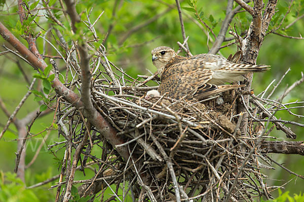 Merlin (Falco columbarius)