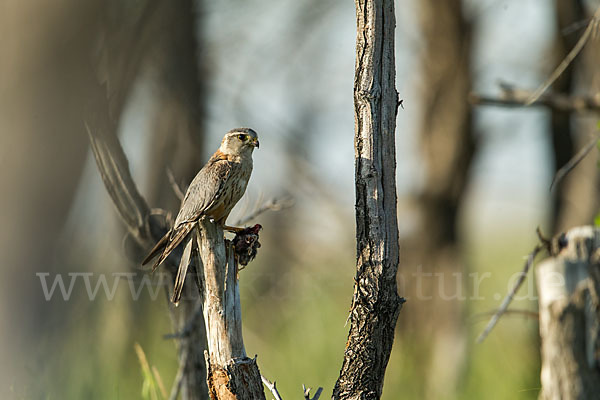 Merlin (Falco columbarius)