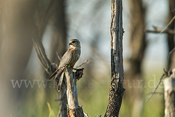 Merlin (Falco columbarius)