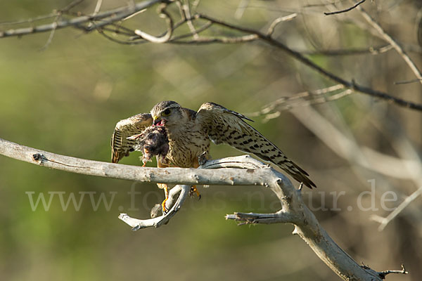 Merlin (Falco columbarius)