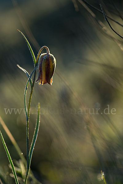 Messina-Schachblume (Fritillaria messanensis)