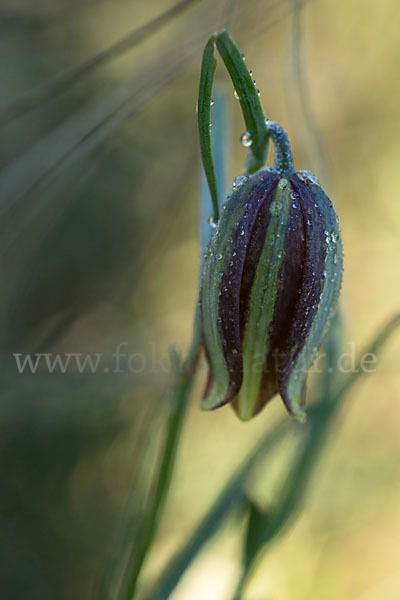 Messina-Schachblume (Fritillaria messanensis)