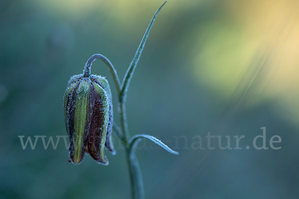 Messina-Schachblume (Fritillaria messanensis)