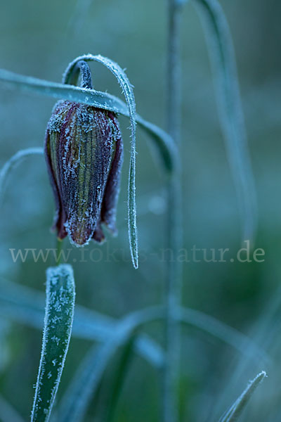 Messina-Schachblume (Fritillaria messanensis)