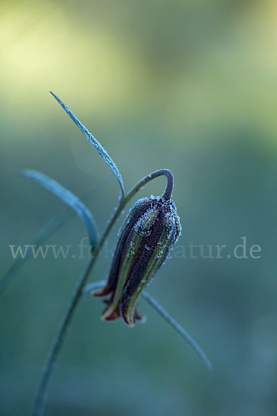 Messina-Schachblume (Fritillaria messanensis)