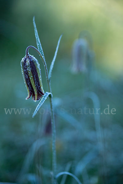 Messina-Schachblume (Fritillaria messanensis)