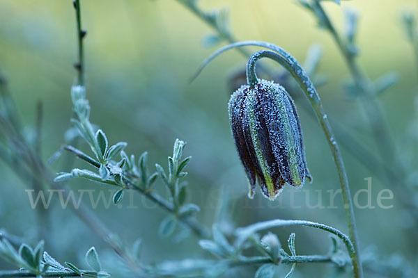 Messina-Schachblume (Fritillaria messanensis)