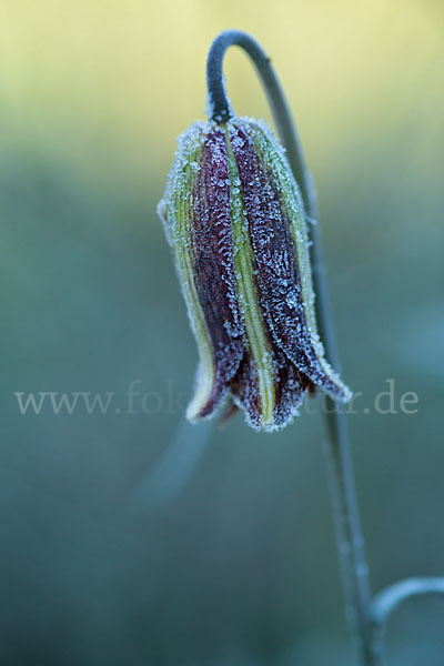 Messina-Schachblume (Fritillaria messanensis)