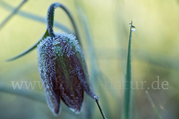 Messina-Schachblume (Fritillaria messanensis)