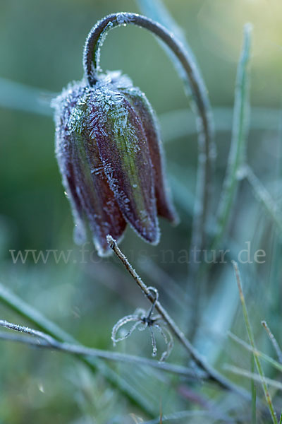 Messina-Schachblume (Fritillaria messanensis)