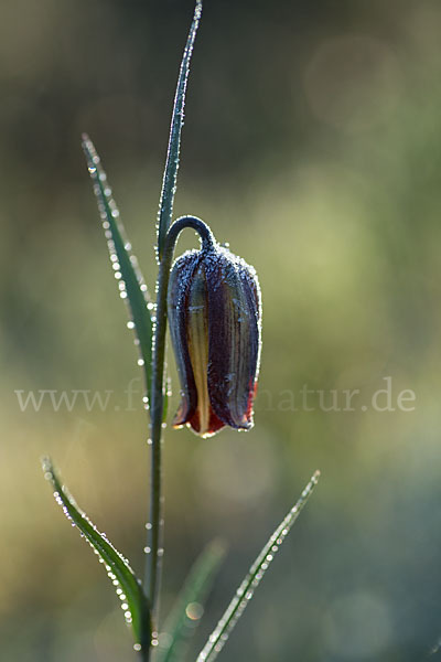 Messina-Schachblume (Fritillaria messanensis)