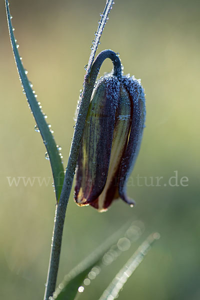 Messina-Schachblume (Fritillaria messanensis)