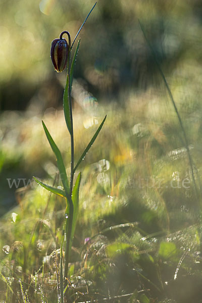 Messina-Schachblume (Fritillaria messanensis)