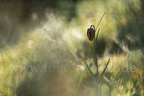 Messina-Schachblume (Fritillaria messanensis)