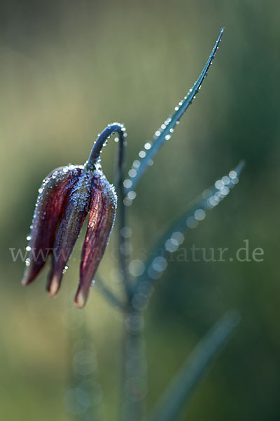 Messina-Schachblume (Fritillaria messanensis)