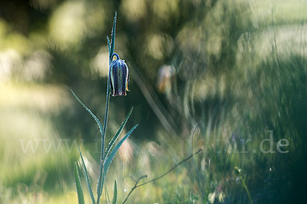 Messina-Schachblume (Fritillaria messanensis)