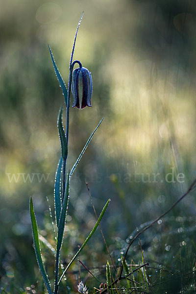 Messina-Schachblume (Fritillaria messanensis)