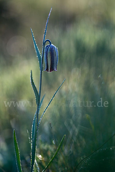 Messina-Schachblume (Fritillaria messanensis)