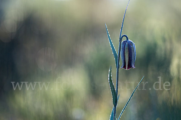 Messina-Schachblume (Fritillaria messanensis)