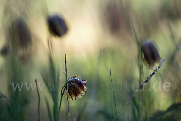 Messina-Schachblume (Fritillaria messanensis)